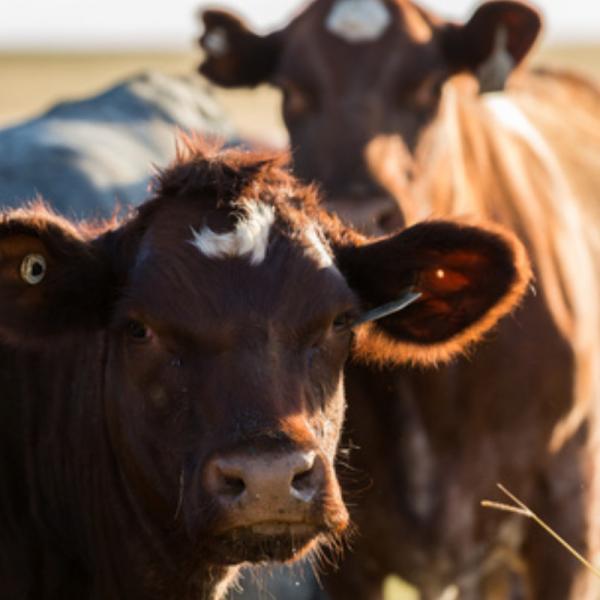 Cows standing together